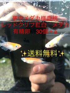 夢中メダカ様血統　レッドクリフ紅白　メダカ　　有精卵　30個＋a