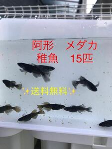 阿形　メダカ　稚魚15匹　　送料無料）検索用　レッドクリフ　ネプチューン　サンシャイン　ハイビスカス　