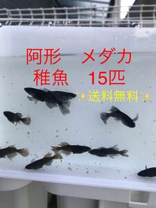 阿形　メダカ　稚魚15匹　　送料無料）検索用　レッドクリフ　ネプチューン　サンシャイン　ハイビスカス　