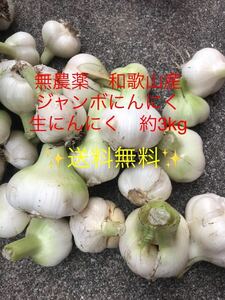 無農薬　和歌山産　ジャンボにんにく　生にんにく　無臭にんにく　約3kg ②