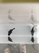 オロチだるま　メダカ　稚魚　10匹_画像6