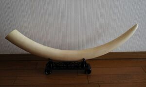 象牙風 牙 一本物 一本牙 白材芯料 天然素材 全長約７３．２cm 重量約３．５０㎏ オブジェ