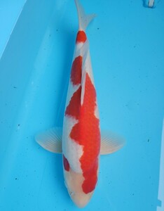 { love . house . chosen colored carp } beautiful male . white approximately 45 centimeter 2 -years old 