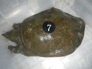  natural softshell turtle sponNo.7 business use price Aichi prefecture production organism hour approximately 0.9kg male raw . tighten light leather processing settled after vacuum pack freezing . shipping including in a package possible 