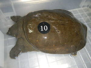  natural softshell turtle sponNo.10 business use price Aichi prefecture production organism hour approximately 1.65kg female raw . tighten light leather processing settled after vacuum pack freezing . shipping including in a package possible 