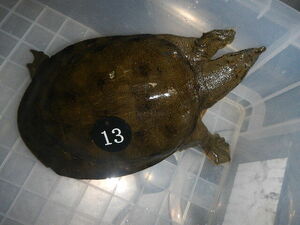  natural softshell turtle sponNo.13 business use price Aichi prefecture production organism hour approximately 0.7kg female raw . tighten light leather processing settled after vacuum pack freezing . shipping including in a package possible 