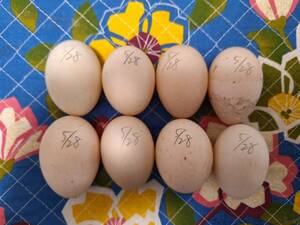 [ meal for egg 8 piece / call Duck have . egg ] inspection )a Hill egg food dairy products sphere . roasting boiled egg .. sphere . Medama roasting cooking cooking water bird goose egg aigamo duck egg confection 