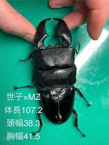 世子×MZ(107系)3令幼虫3ペア 大型極太ライン　スマトラヒラタ　※平日発送