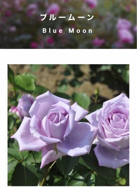 （ブルームーン⑥）紫色バラ 挿木苗 ブルームーン　四季咲き