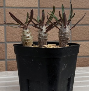 パキポディウム カクチペス Pachypodium cactipes 実生（3本セット）