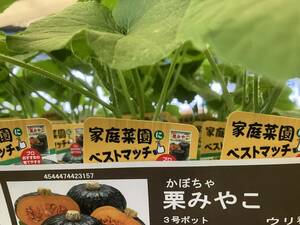 即決10円！栗みやこ かぼちゃ・カボチャの種　たね　タネ