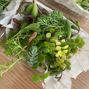 多肉植物カット苗　多肉植物　カット苗　希望あれば育て方送ります　セダム セット