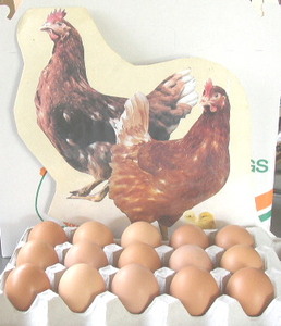 *! fresh red egg yolk .. power 75 piece +5 piece ( damage for ) 2300 jpy!*