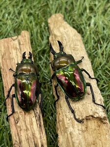 ニジイロクワガタ　ピカール血統ペア後食済み⑤