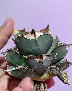  succulent plant agave chitanota. turtle finest quality . stock 