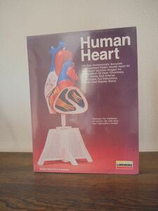 LINDBERG リンドバーグ ヴィンテージ 心臓 プラモデル Human Heart ツクダホビー レトロ vintage