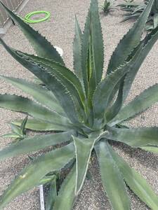 アガベ マピサガ　大型種　アメリカーナ　美株 大株 Agave 