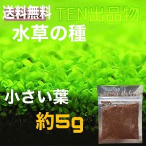 種から育てる水草　水草の種【小さい葉】5g