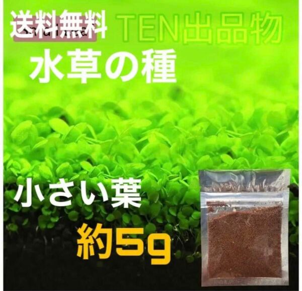 種から育てる水草　水草の種【小さい葉】5g