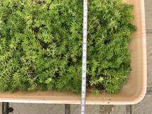 セダム マンネングサ 万年草 寄せ植え 観葉植物 多肉植物 グランドカバー　150ｇ以内（梱包含む）25×20㎝ ２セットまで発送可能_画像3