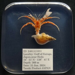  deep sea biology . specimen ID:2401311031