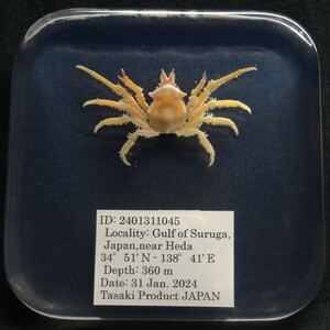  deep sea biology . specimen ID:2401311045