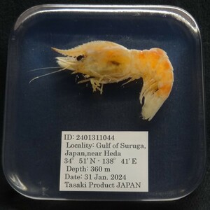  deep sea biology . specimen ID:2401311044