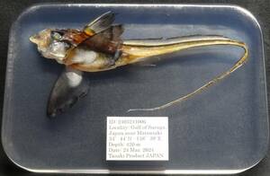  deep sea biology . specimen ID:2403241006