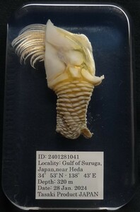  deep sea biology . specimen ID:2401281041