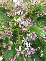 つぼみ確認　514　甘い香りの花を咲かせます　一才センダン　盆栽　漢方　ハーブ　_画像1