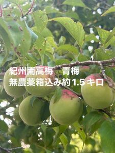 紀州南高梅　青梅　無農薬　箱込み約1.5キロ