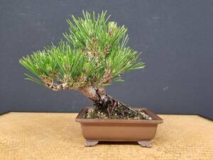 * bonsai .* Japanese black pin ..* small goods * height of tree :17cmB-B