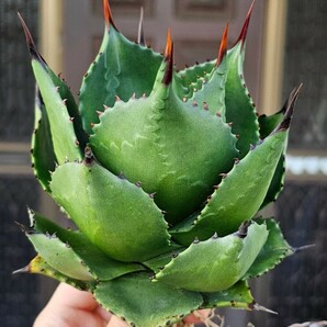 マグニフィカ 検（agave チタノタ チタノータ アガベ オバティホリア 吉祥天 パリー  ホリダ 好きにもの画像3