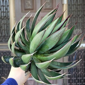 プレイングハンズ　 検（agave チタノタ チタノータ　アガベ　白鯨　吉祥天　パリー パープソラム　氷山 ピンキー　好きにも