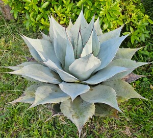 フロスティーブルー　65㎝　検（agave チタノタ　チタノータ　アガベ　リュウゼツラン　吉祥天　パリー　 ホリダ　好きにも