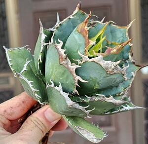 ... на данный момент товар chitanota осмотр (agave FO 076chitano-ta агава белый . Hori dapa-pso Ram лед гора Pinky нравится тоже 