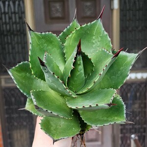 幅広特選マグニフィカ　検（agave チタノタ　チタノータ　アガベ　オバティホリア　吉祥天　パリー　 ホリダ　好きにも