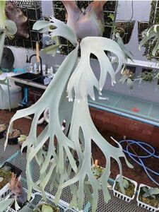 P.Willinckii cv. Laora OC staghorn fern rare goods kind 