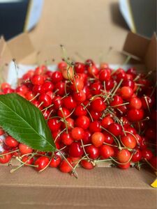 特別価格！！！　山形県東根産　紅さやか700g　S〜Ｌサイズ混合　即日発送