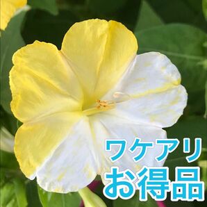 【ワケアリ】オシロイバナの種(白×黄) 30粒　　　　　花の種