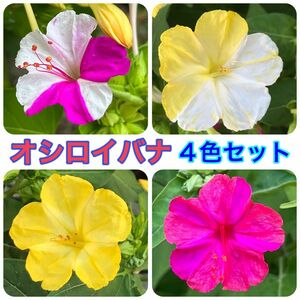 オシロイバナの種(4色セット)　20粒　花の種