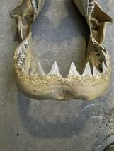 ホホジロザメ顎 骨格標本_画像3