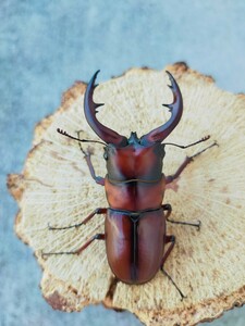 トカラノコギリ(悪石島産) 即ブリペア