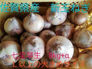 新玉ねぎ　佐賀県産　しろいし玉ねぎ　七宝　早生 　減農薬　サラダ用玉ねぎ　産地直送 9kg 10kg 20kg サラダ玉ねぎ