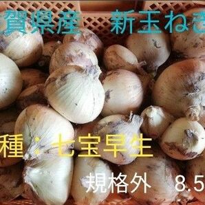 新玉ねぎ　佐賀県産　しろいし玉ねぎ　七宝　早生 　七宝早生　減農薬　サラダ用玉ねぎ　産地直送 9kg 10kg サラダ玉ねぎ