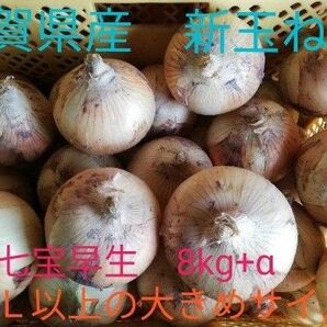 新玉ねぎ　佐賀県産　しろいし玉ねぎ　七宝　早生 減農薬　サラダ用玉ねぎ　産地直送 9kg 10kg 20kg サラダ玉ねぎ LL