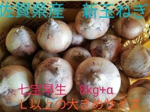 新玉ねぎ　佐賀県産　しろいし玉ねぎ　七宝　早生 　減農薬　サラダ用玉ねぎ　産地直送 9kg 10kg 20kg サラダ玉ねぎ