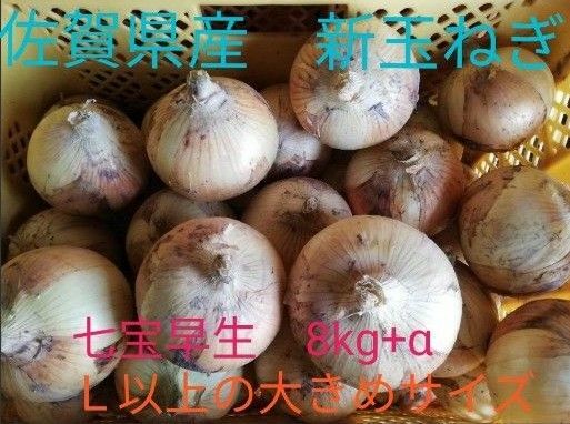 新玉ねぎ　佐賀県産　しろいし玉ねぎ　七宝　早生 減農薬　サラダ用玉ねぎ　産地直送 9kg 10kg 20kg サラダ玉ねぎ　大玉