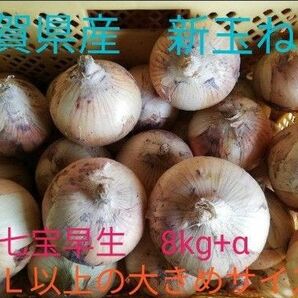 新玉ねぎ　佐賀県産　しろいし玉ねぎ　七宝　早生 　減農薬　サラダ用玉ねぎ　産地直送 9kg 10kg 20kg サラダ玉ねぎ