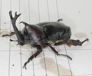  domestic production rhinoceros beetle male length 75mm body is red .. strong black left rear pair . with defect 